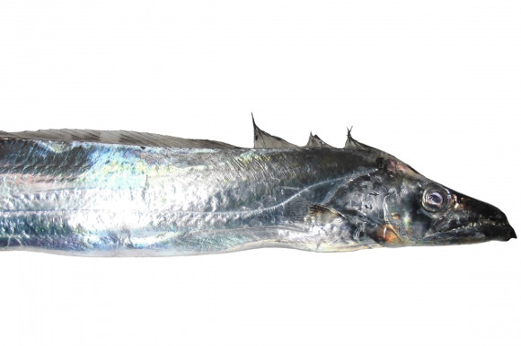 太刀魚のカロリーは高い 糖質制限には向いている 糖質制限ダイエットshiru2